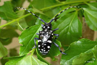 Anoplophora