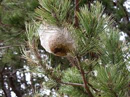 Processionaria nido