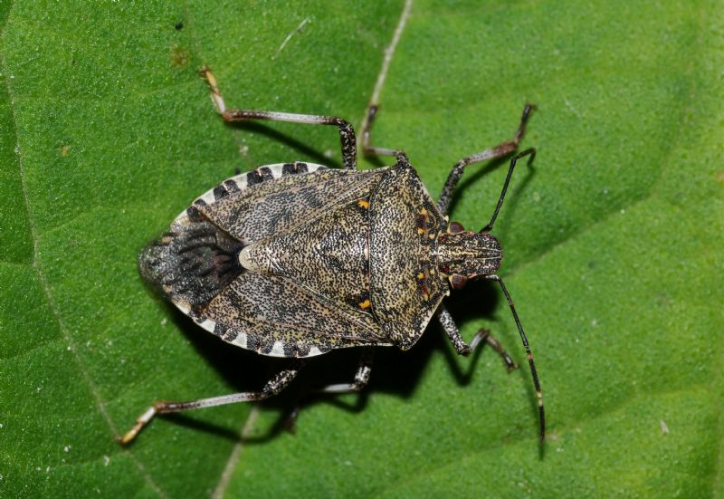 Cimice marrone