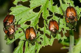 Popillia japonica